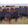 Image 1 : JT Cholin Farms - 850# September Grass Heifers - 72 Head (Biggar, SK)