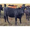 Image 3 : JT Cholin Farms - 850# September Grass Heifers - 72 Head (Biggar, SK)