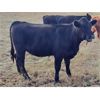 Image 5 : JT Cholin Farms - 850# September Grass Heifers - 72 Head (Biggar, SK)