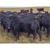 Image 6 : JT Cholin Farms - 850# September Grass Heifers - 72 Head (Biggar, SK)