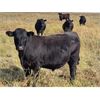 Image 1 : JT Cholin Farms - 950# September Grass Steers - 65 Head (Biggar, SK)