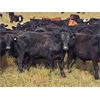 Image 2 : JT Cholin Farms - 950# September Grass Steers - 65 Head (Biggar, SK)