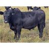 Image 3 : JT Cholin Farms - 950# September Grass Steers - 65 Head (Biggar, SK)