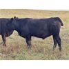 Image 5 : JT Cholin Farms - 950# September Grass Steers - 65 Head (Biggar, SK)