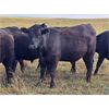 Image 6 : JT Cholin Farms - 950# September Grass Steers - 65 Head (Biggar, SK)