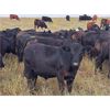 Image 1 : JT Cholin Farms - 850# September Grass Steers - 72 Head (Biggar, SK)