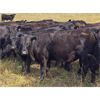 Image 2 : JT Cholin Farms - 850# September Grass Steers - 72 Head (Biggar, SK)