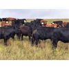 Image 3 : JT Cholin Farms - 850# September Grass Steers - 72 Head (Biggar, SK)