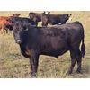 Image 6 : JT Cholin Farms - 850# September Grass Steers - 72 Head (Biggar, SK)