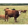 Image 2 : Sharko Land & Cattle - 925# October Grass Steers - 68 Head (Carrot River, SK)