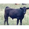 Image 6 : Sharko Land & Cattle - 925# October Grass Steers - 68 Head (Carrot River, SK)