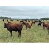 Image 9 : Sharko Land & Cattle - 925# October Grass Steers - 68 Head (Carrot River, SK)