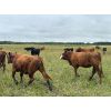 Image 2 : Sharko Land & Cattle - 875# October Grass Heifers - 65 Head (Carrot River, SK)