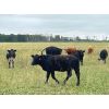 Image 3 : Sharko Land & Cattle - 875# October Grass Heifers - 65 Head (Carrot River, SK)