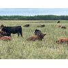 Image 4 : Sharko Land & Cattle - 875# October Grass Heifers - 65 Head (Carrot River, SK)