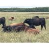 Image 5 : Sharko Land & Cattle - 875# October Grass Heifers - 65 Head (Carrot River, SK)