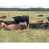 Image 6 : Sharko Land & Cattle - 875# October Grass Heifers - 65 Head (Carrot River, SK)