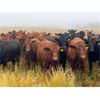 Image 1 : Bone Creek Ranch - 930# August Grass Heifers - 130 Head (Skull Creek, SK)
