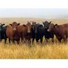 Image 2 : Bone Creek Ranch - 930# August Grass Heifers - 130 Head (Skull Creek, SK)