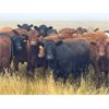 Image 4 : Bone Creek Ranch - 930# August Grass Heifers - 130 Head (Skull Creek, SK)