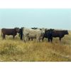 Image 6 : Bone Creek Ranch - 930# August Grass Heifers - 130 Head (Skull Creek, SK)