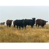 Image 9 : Bone Creek Ranch - 930# August Grass Heifers - 130 Head (Skull Creek, SK)