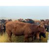 Image 10 : Bone Creek Ranch - 830# August Grass Heifers - 140 Head (Skull Creek, SK)