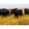 Image 3 : Bone Creek Ranch - 830# August Grass Heifers - 140 Head (Skull Creek, SK)