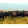 Image 5 : Bone Creek Ranch - 830# August Grass Heifers - 140 Head (Skull Creek, SK)