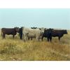 Image 6 : Bone Creek Ranch - 830# August Grass Heifers - 140 Head (Skull Creek, SK)
