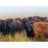 Image 8 : Bone Creek Ranch - 830# August Grass Heifers - 140 Head (Skull Creek, SK)