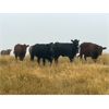 Image 9 : Bone Creek Ranch - 830# August Grass Heifers - 140 Head (Skull Creek, SK)