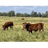 Image 2 : Eagle Creek Ranching Ltd. - 640# Steer Calves - 95 Head (Sundre, AB)