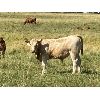 Image 5 : Eagle Creek Ranching Ltd. - 640# Steer Calves - 95 Head (Sundre, AB)