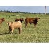 Image 3 : Eagle Creek Ranching Ltd. - 600# Heifer Calves - 65 Head (Sundre, AB)