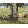 Image 6 : Eagle Creek Ranching Ltd. - 600# Heifer Calves - 65 Head (Sundre, AB)