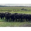 Image 1 : Carlyle Cattle Company - 1000# August Grass Steers - 44 Head (Blackfalds, AB)