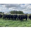 Image 3 : Carlyle Cattle Company - 1000# August Grass Steers - 44 Head (Blackfalds, AB)