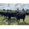 Image 6 : Carlyle Cattle Company - 1000# August Grass Steers - 44 Head (Blackfalds, AB)