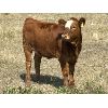 Image 9 : Praeker Farms - 625# Heifer Calves - 100 Head (Strathmore, AB)