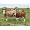 Image 10 : Grassy Flat Ranch Ltd. - 800# Steer Calves - 140 Head (Dewberry, AB)