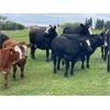 Image 3 : Grassy Flat Ranch Ltd. - 800# Steer Calves - 140 Head (Dewberry, AB)