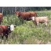 Image 7 : Grassy Flat Ranch Ltd. - 800# Steer Calves - 140 Head (Dewberry, AB)