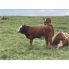 Image 8 : Grassy Flat Ranch Ltd. - 800# Steer Calves - 140 Head (Dewberry, AB)