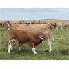 Image 9 : Grassy Flat Ranch Ltd. - 800# Steer Calves - 140 Head (Dewberry, AB)