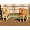 Image 1 : 20/20 Ranching Ltd. - 1124# Yearling Steers - 53 Head (Midale, SK) *PAY WEIGHT*