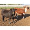 Image 2 : 20/20 Ranching Ltd. - 1124# Yearling Steers - 53 Head (Midale, SK) *PAY WEIGHT*