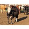 Image 3 : 20/20 Ranching Ltd. - 1124# Yearling Steers - 53 Head (Midale, SK) *PAY WEIGHT*