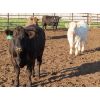Image 4 : 20/20 Ranching Ltd. - 1124# Yearling Steers - 53 Head (Midale, SK) *PAY WEIGHT*
