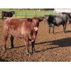 Image 5 : 20/20 Ranching Ltd. - 1124# Yearling Steers - 53 Head (Midale, SK) *PAY WEIGHT*